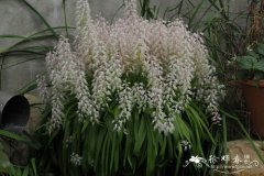 宽斑纳金花Lachenalia latimerae