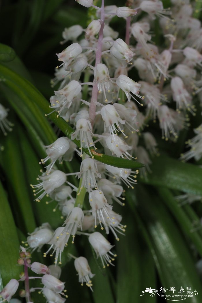 宽斑纳金花Lachenalia latimerae