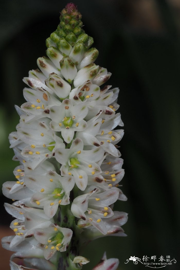 直瓣立金花Lachenalia orthopetala