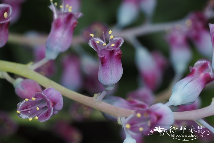 玫红纳金花Lachenalia rosea