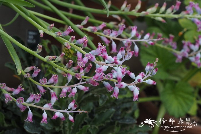 玫红纳金花Lachenalia rosea