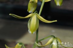 加拿大哨兵花Albuca canadensis