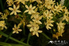 无味葱 Triteleia ixioides