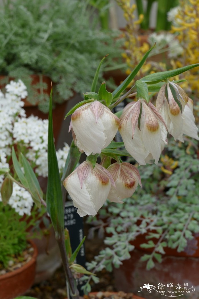 白花仙灯Calochortus albus