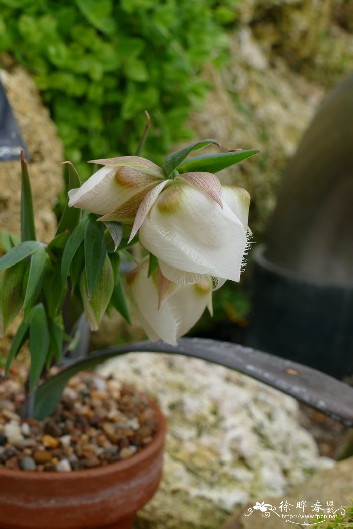 白花仙灯Calochortus albus