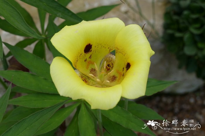 仙灯Calochortus luteus