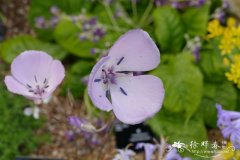 辉花仙灯Calochortus splendens