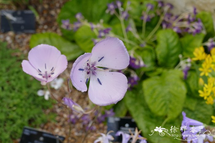 辉花仙灯Calochortus splendens