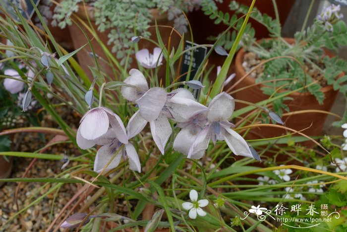 单花仙灯Calochortus uniflorus