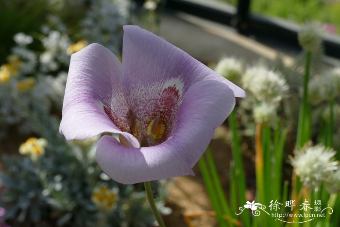 挺拔仙灯Calochortus venustus