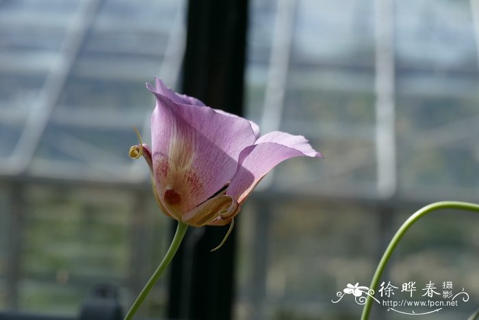 挺拔仙灯Calochortus venustus