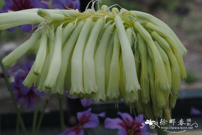  '柠檬'刺苞仙火花 Veltheimia bracteata 'Lemon Flame'