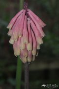 垂花仙火花 Veltheimia bracteata