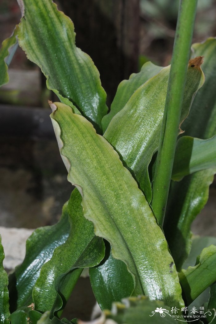 垂花仙火花 Veltheimia bracteata