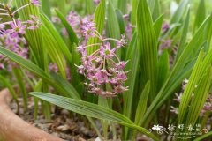库珀油点花Ledebouria cooperi