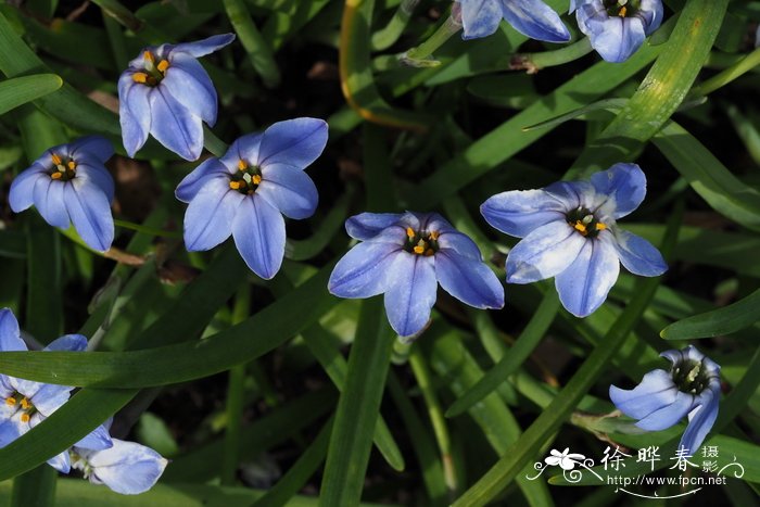 罗尔夫菲德勒单花雪星韭Tristagma uniflorum ‘Rolf Fiedler’