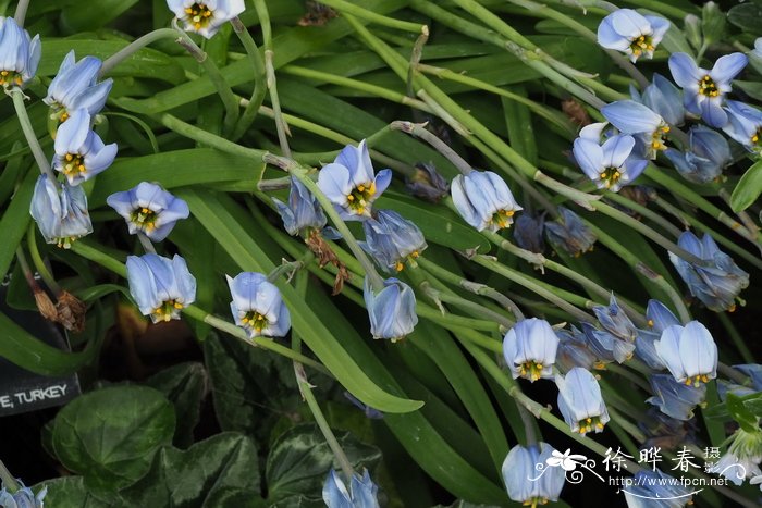 罗尔夫菲德勒单花雪星韭Tristagma uniflorum ‘Rolf Fiedler’