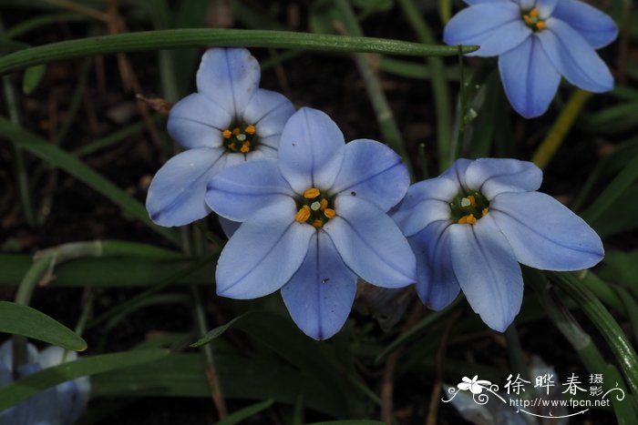 '罗尔夫菲德勒'单花雪星韭Tristagma uniflorum 'Rolf Fiedler'