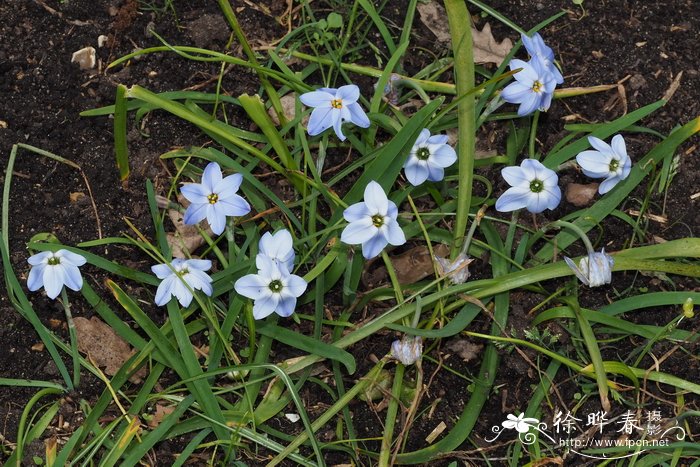 '罗尔夫菲德勒'单花雪星韭Tristagma uniflorum 'Rolf Fiedler'