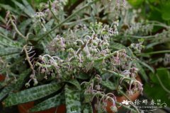 白紫油点花 Ledebouria socialis 'Violacea'