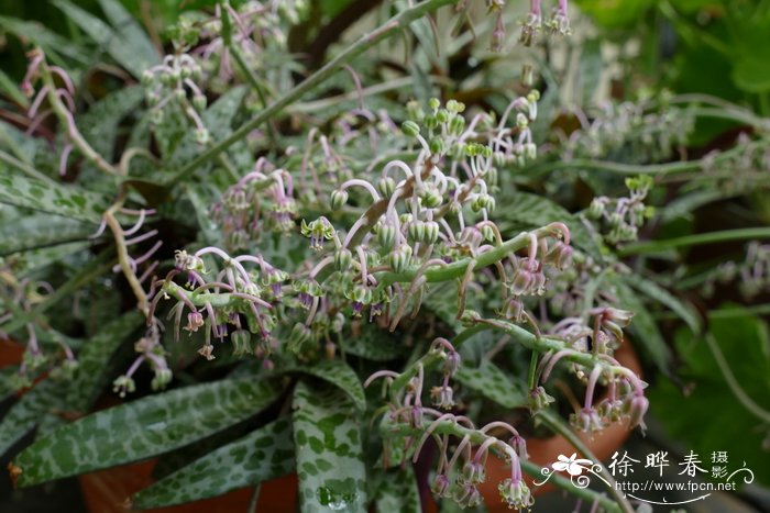 白紫油点花 Ledebouria socialis 'Violacea'