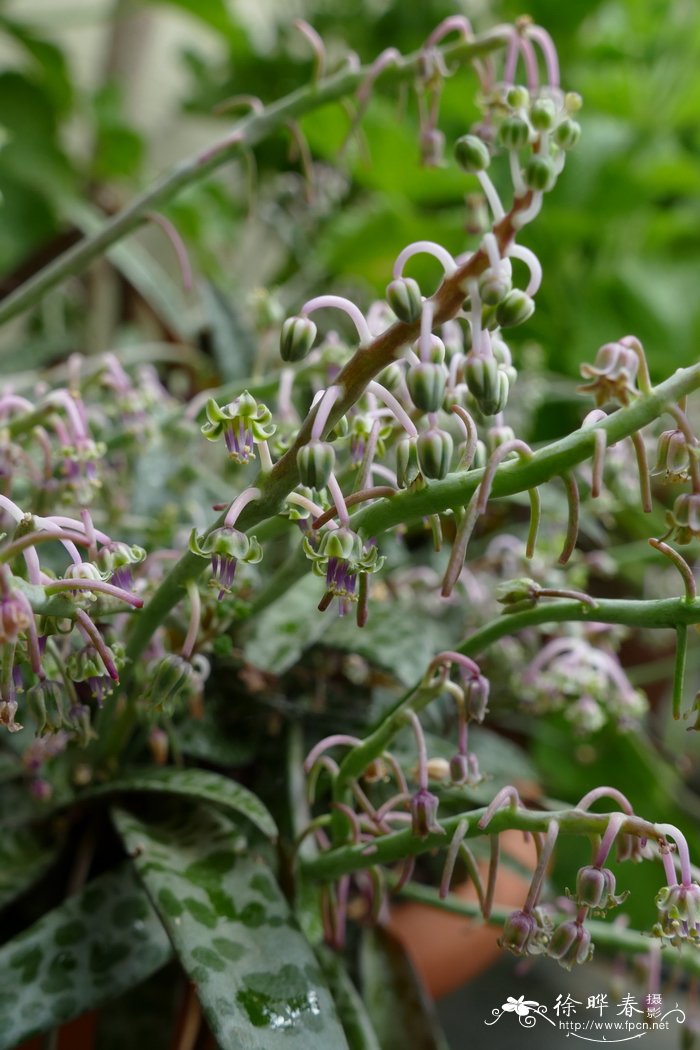 白紫油点花 Ledebouria socialis 'Violacea'