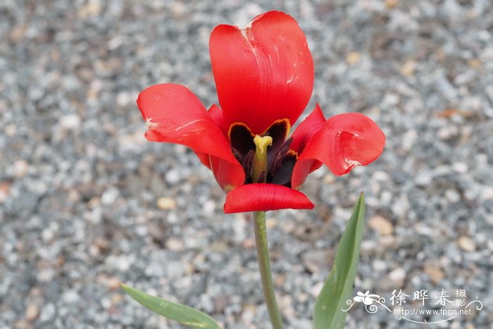 拟郁金香Tulipa affinis