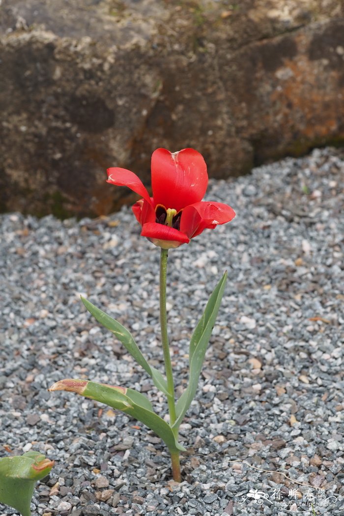 拟郁金香Tulipa affinis