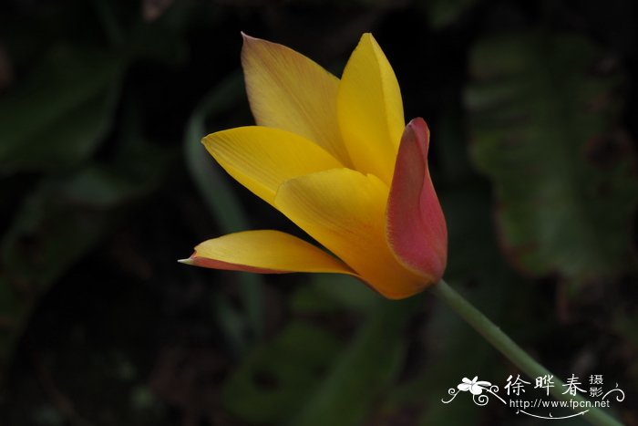 克鲁西娜郁金香Tulipa clusiana