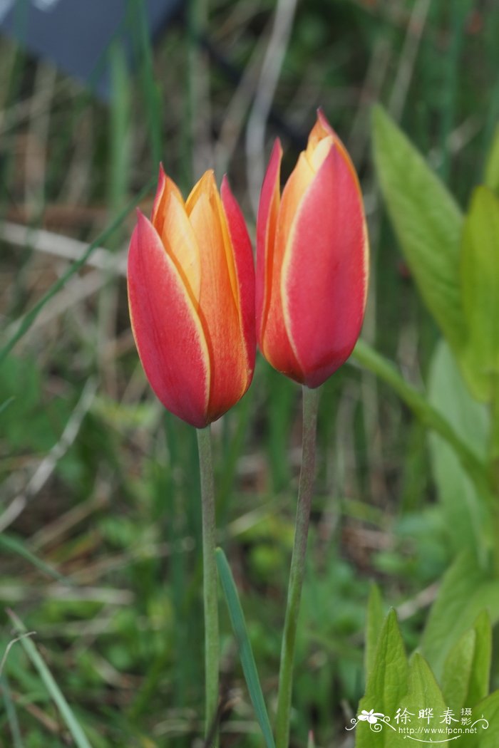 克鲁西娜郁金香Tulipa clusiana