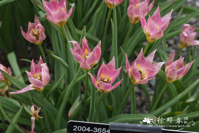 矮小郁金香Tulipa humilis