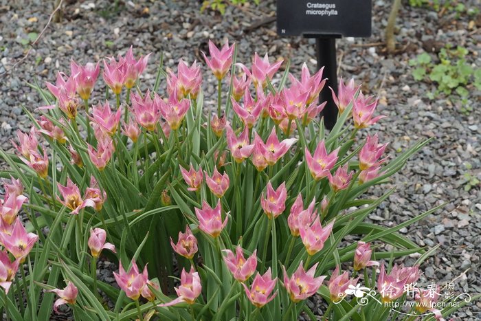 矮小郁金香Tulipa humilis
