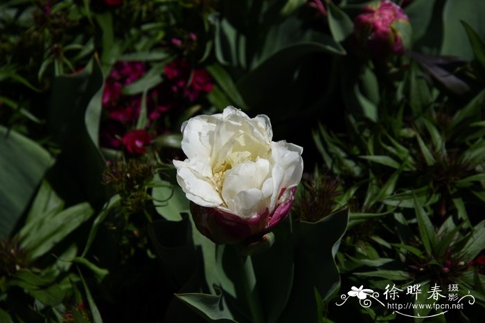 '冰淇淋'郁金香Tulipa 'Ice Cream'