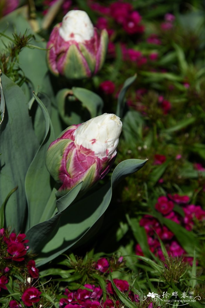 '冰淇淋'郁金香Tulipa 'Ice Cream'