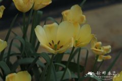 亚麻花郁金香Tulipa linifolia