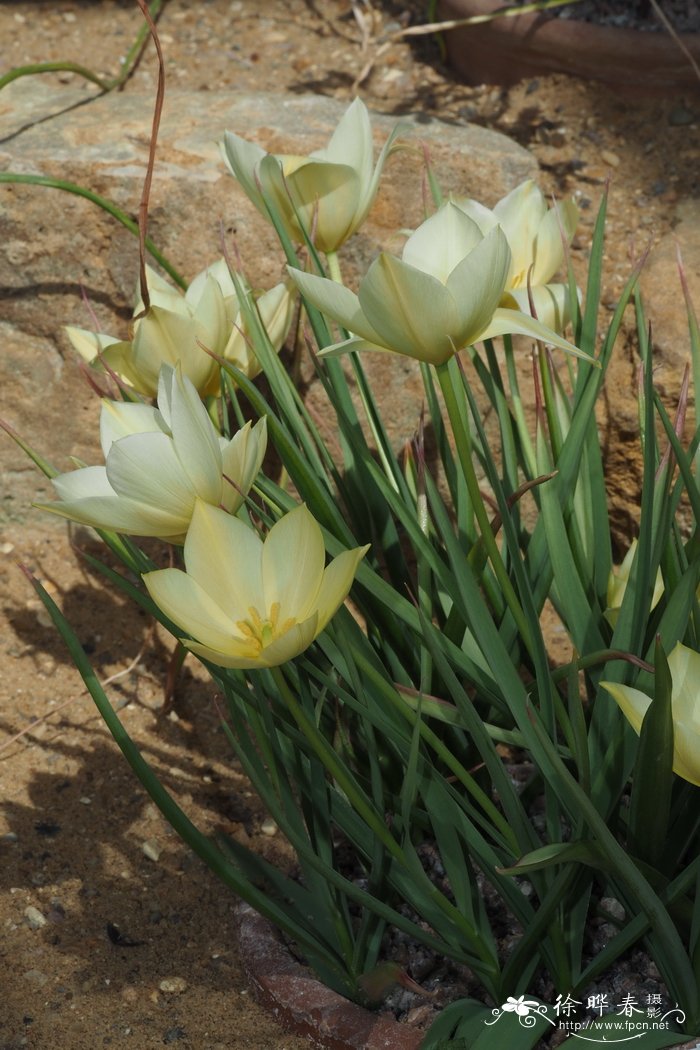 亚麻花郁金香Tulipa linifolia