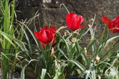 山地郁金香Tulipa montana