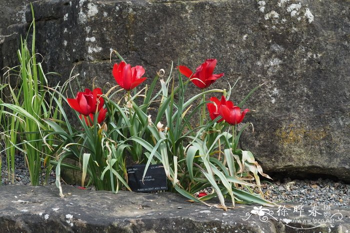 山地郁金香Tulipa montana