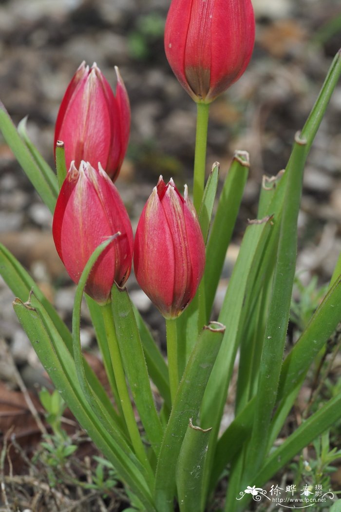 奥氏郁金香Tulipa orphanidea