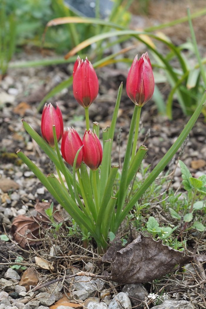 奥氏郁金香Tulipa orphanidea