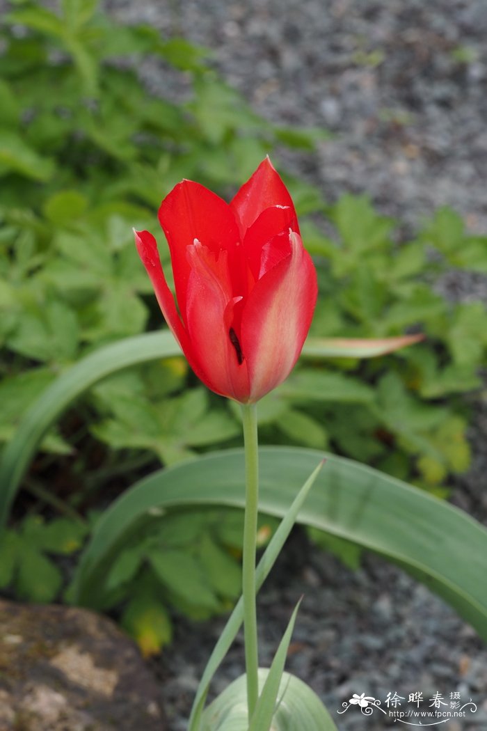 优秀郁金香Tulipa praestans