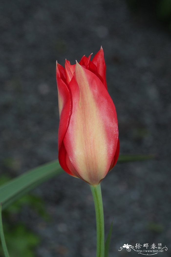优秀郁金香Tulipa praestans