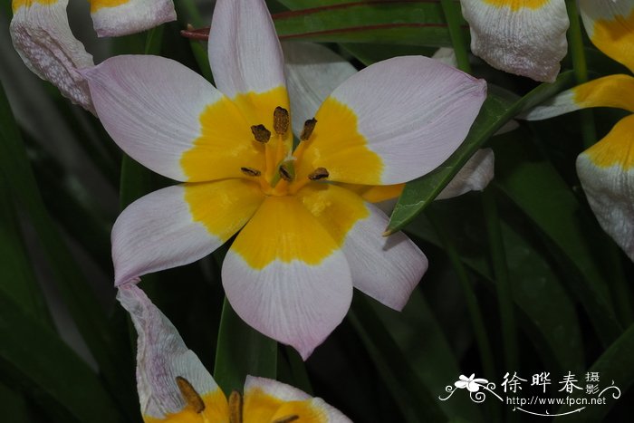 岩生郁金香Tulipa saxatilis