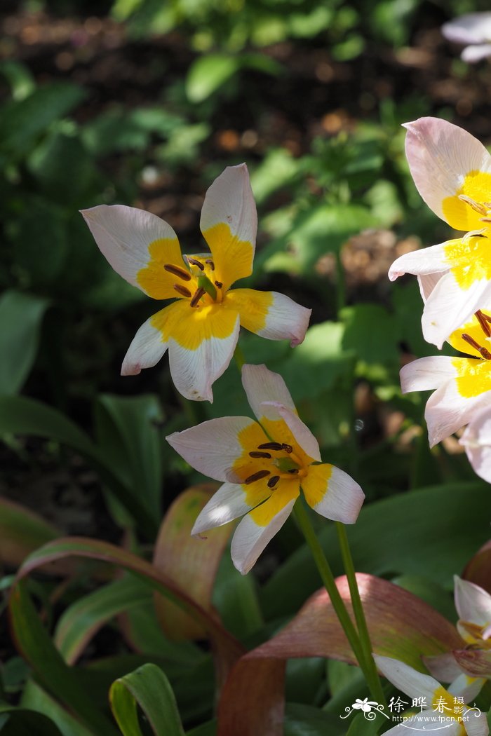 岩生郁金香Tulipa saxatilis