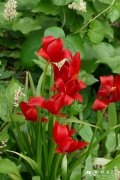 窄尖叶郁金香Tulipa sprengeri