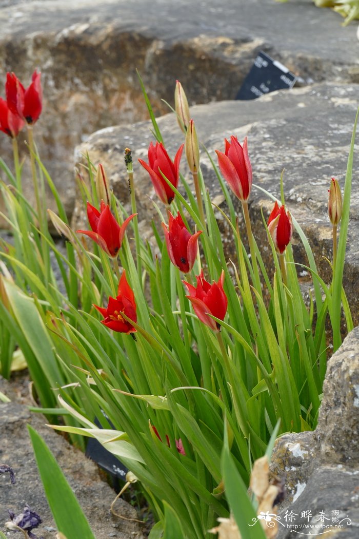 窄尖叶郁金香Tulipa sprengeri