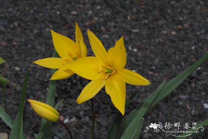 南方郁金香Tulipa sylvestris subsp. australis