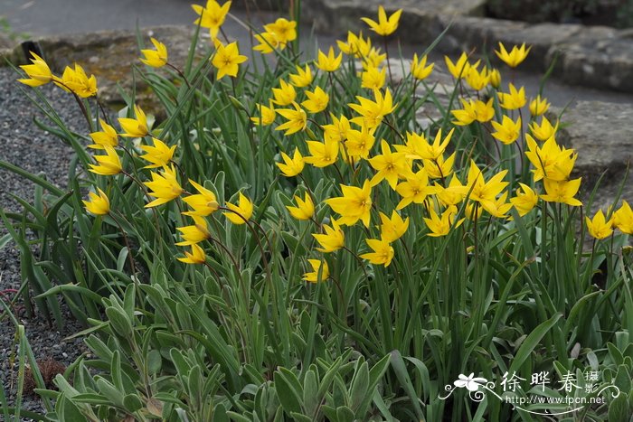 南方郁金香Tulipa sylvestris subsp. australis