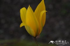 林生郁金香Tulipa sylvestris