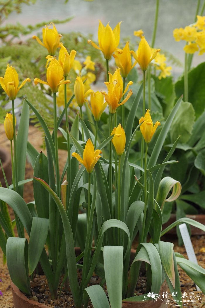 林生郁金香Tulipa sylvestris